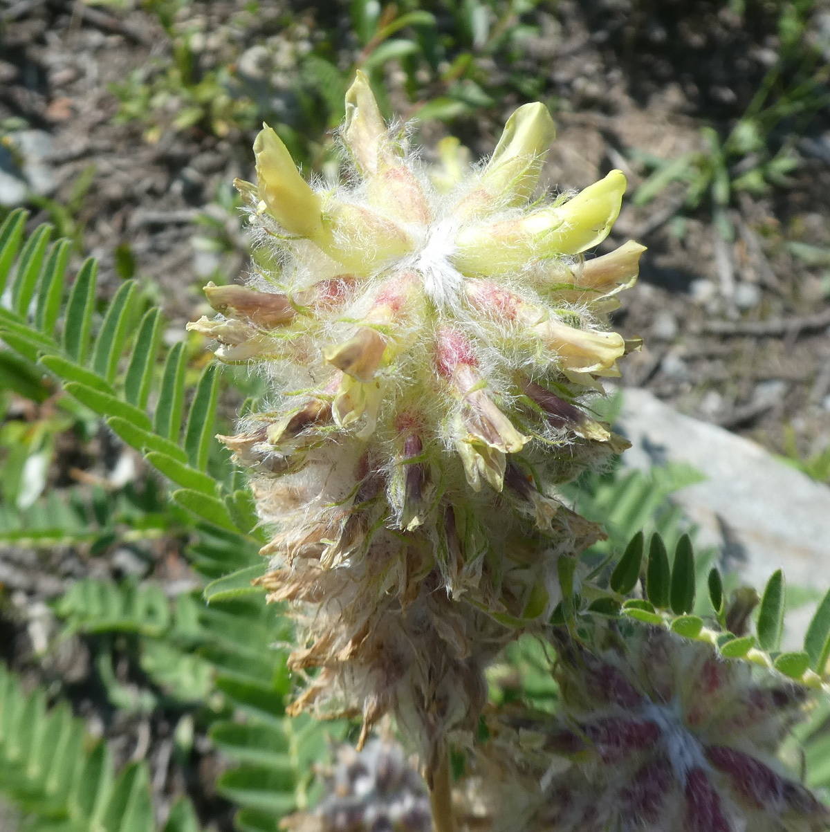 Astragalus alopecurus